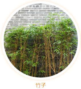 門口放竹子|大門口適合放什麼植物？風水師推薦發財樹、富貴竹、。